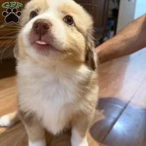 Olive, Miniature Australian Shepherd Puppy