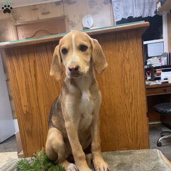 Daisy, Treeing Walker Coonhound Puppy