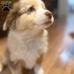 Olive, Miniature Australian Shepherd Puppy
