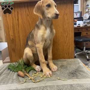 Daisy, Treeing Walker Coonhound Puppy
