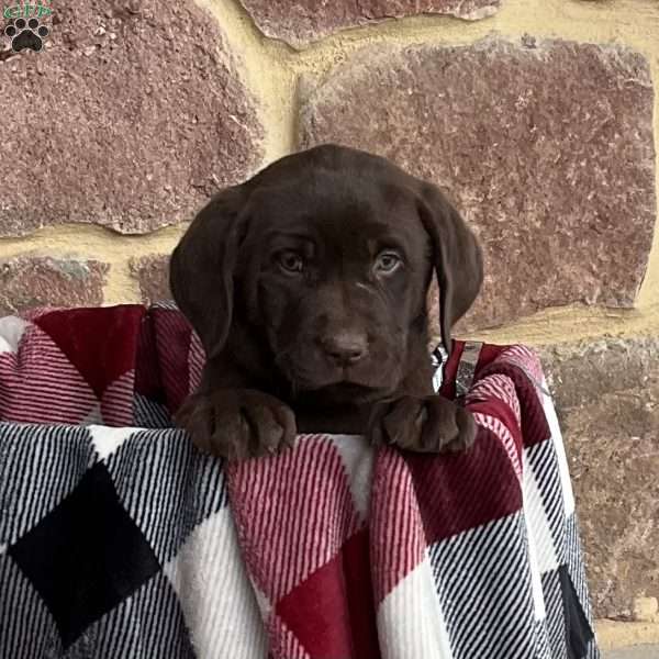 Candy Cane, Chocolate Labrador Retriever Puppy