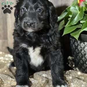 Daniella, Aussiedoodle Puppy