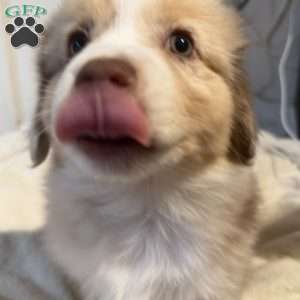 Olive, Miniature Australian Shepherd Puppy