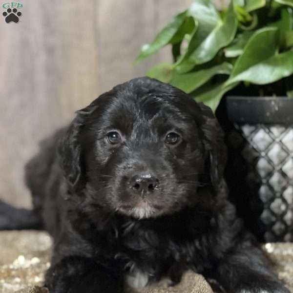 Daniella, Aussiedoodle Puppy