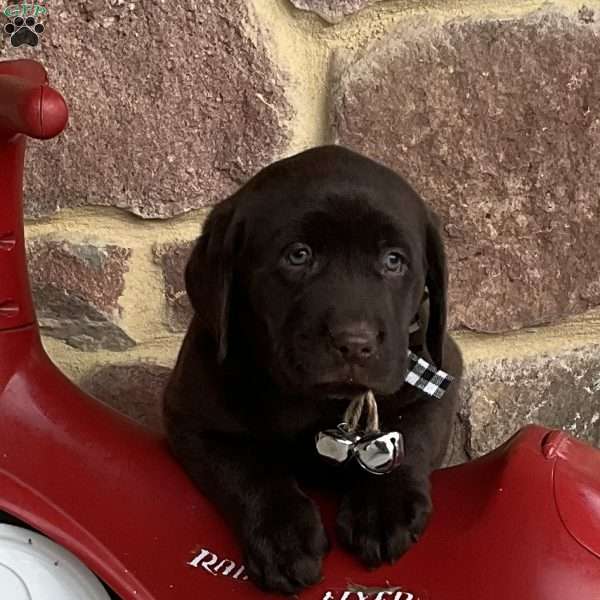 Christmas, Chocolate Labrador Retriever Puppy