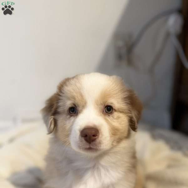 Olive, Miniature Australian Shepherd Puppy