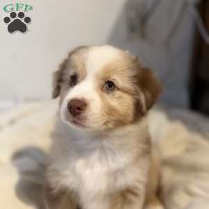 Olive, Miniature Australian Shepherd Puppy