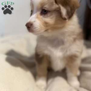 Olive, Miniature Australian Shepherd Puppy