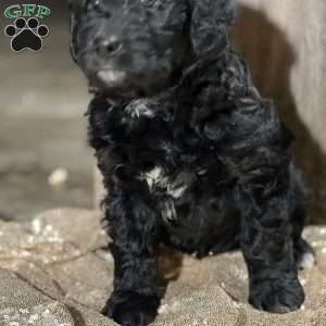 Dylan, Aussiedoodle Puppy