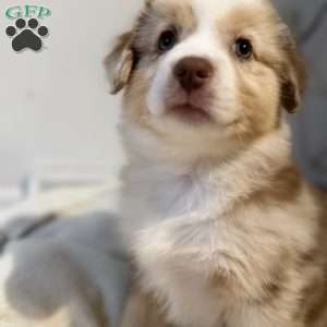Olive, Miniature Australian Shepherd Puppy