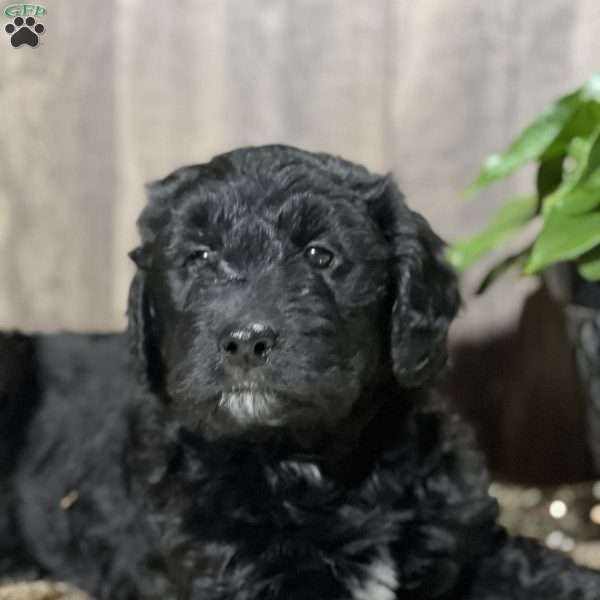 Dylan, Aussiedoodle Puppy
