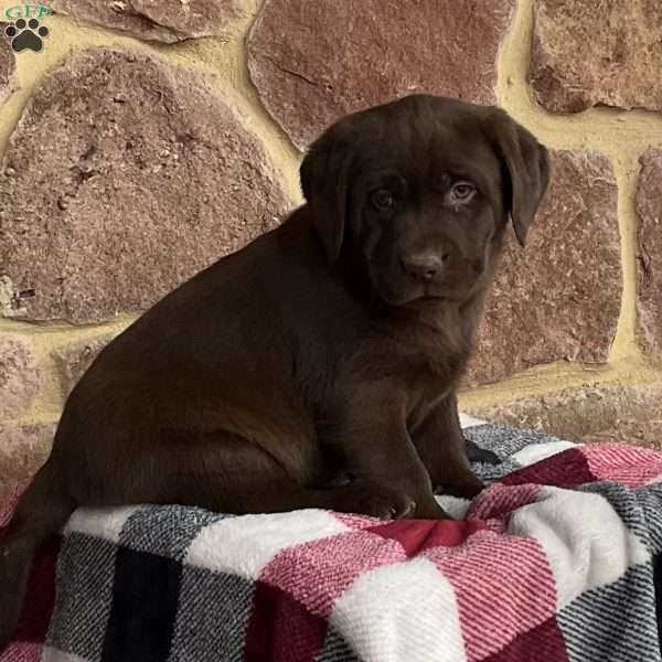 Carol, Chocolate Labrador Retriever Puppy