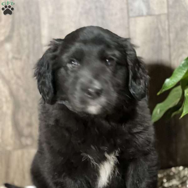 Dexter, Aussiedoodle Puppy