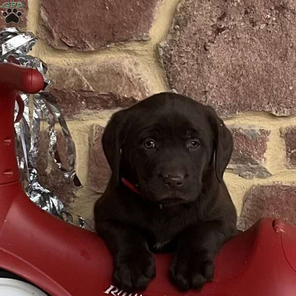 Latte, Chocolate Labrador Retriever Puppy