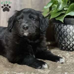 Dexter, Aussiedoodle Puppy