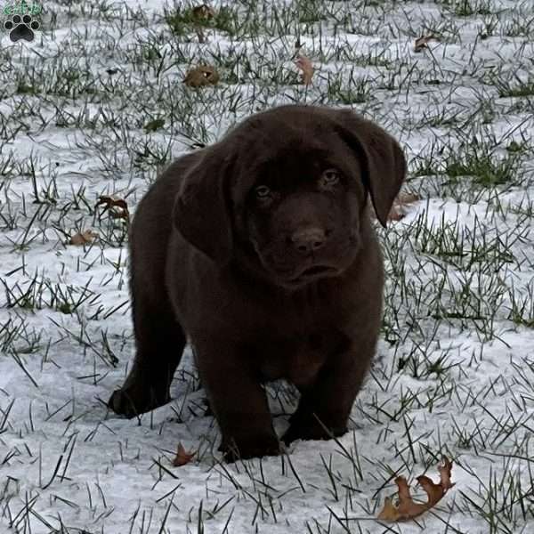 Frosty, Chocolate Labrador Retriever Puppy