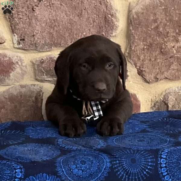 Snowflake, Chocolate Labrador Retriever Puppy