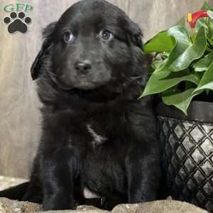 Dane, Aussiedoodle Puppy
