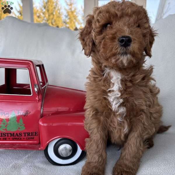 Jeremiah, Mini Goldendoodle Puppy