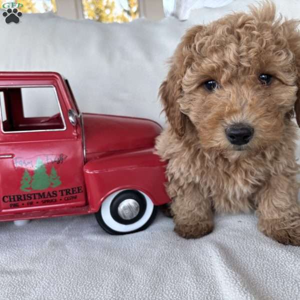 Cameron, Mini Goldendoodle Puppy