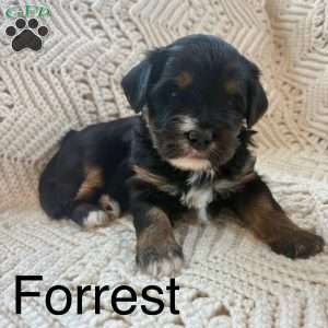 Forrest, Mini Bernedoodle Puppy