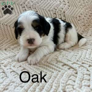 Oak, Mini Bernedoodle Puppy