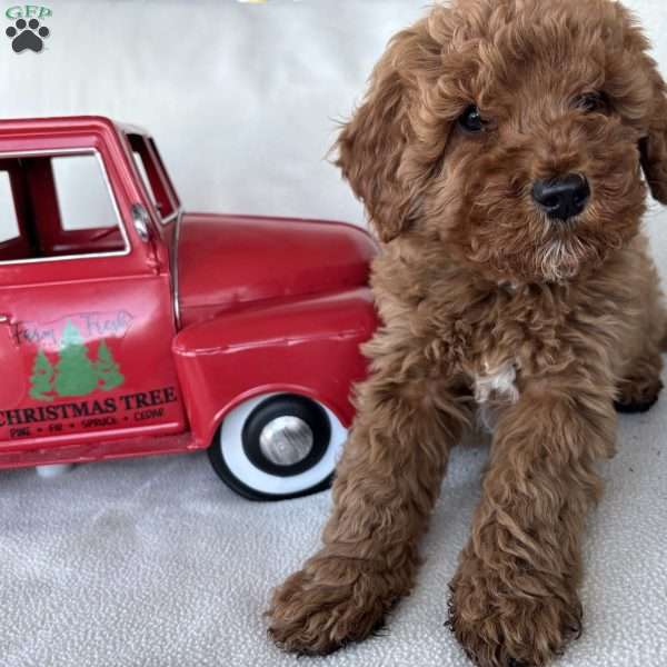 Josiah, Mini Goldendoodle Puppy