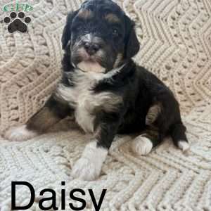 Daisy, Mini Bernedoodle Puppy