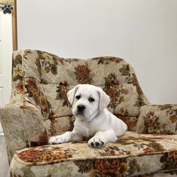 Clementine, Yellow Labrador Retriever Puppy