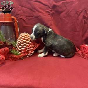 Pepper, Jack Russell Mix Puppy