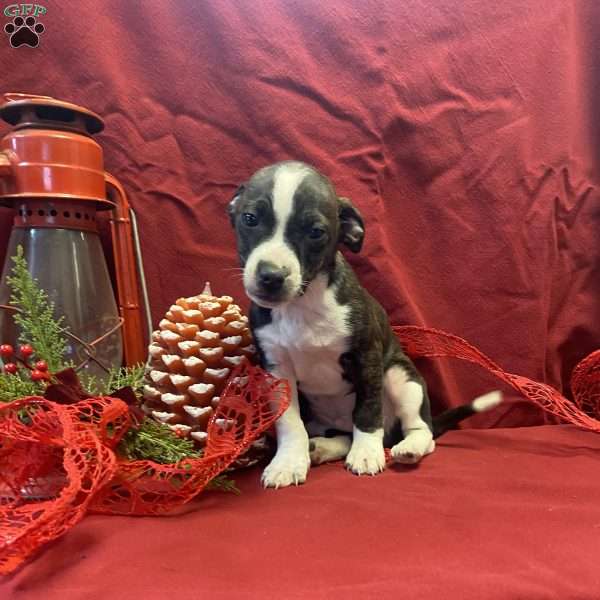 Pepper, Jack Russell Mix Puppy