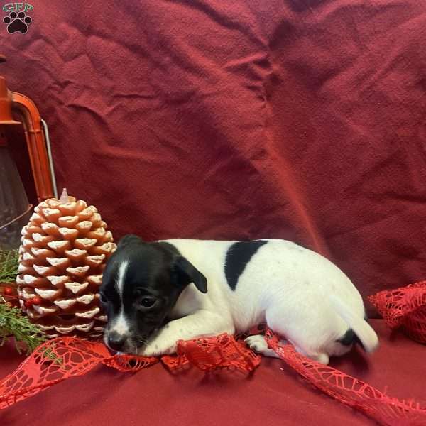 Carl, Jack Russell Mix Puppy