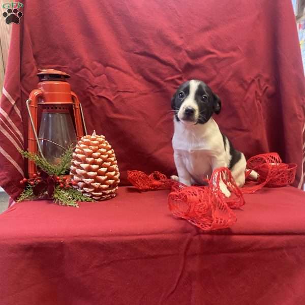 Sidney, Jack Russell Mix Puppy