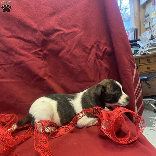 Diamond, Jack Russell Mix Puppy