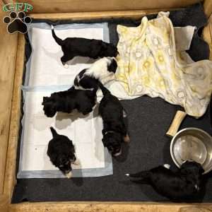 Oak, Mini Bernedoodle Puppy