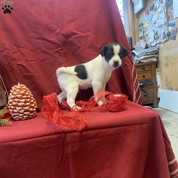 Patches, Jack Russell Mix Puppy