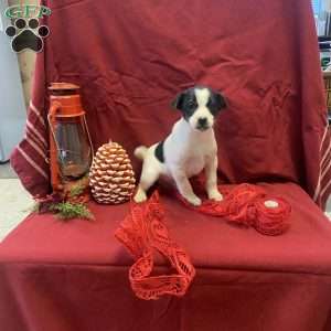 Patches, Jack Russell Mix Puppy