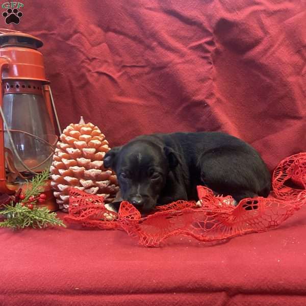 Socks, Jack Russell Mix Puppy