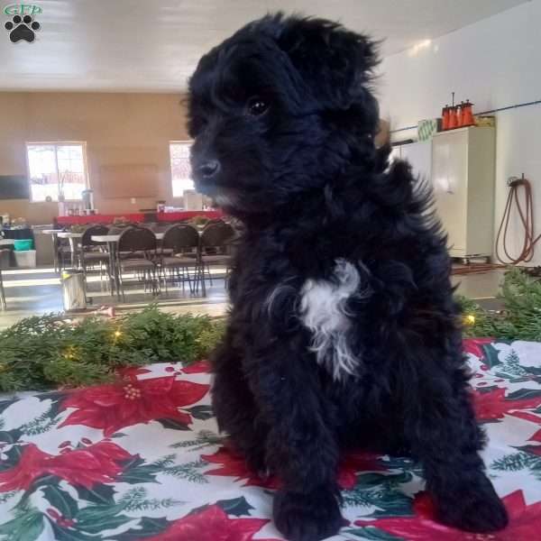 Eva, Standard Poodle Mix Puppy