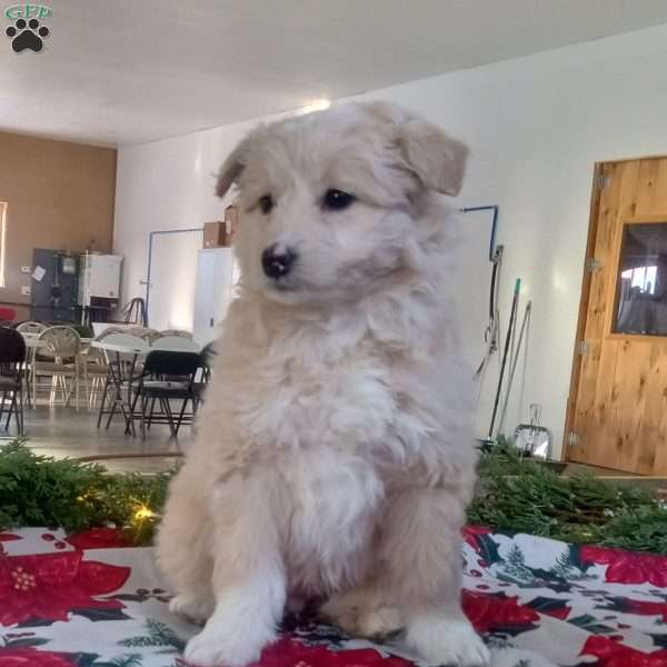 Ellie, Standard Poodle Mix Puppy