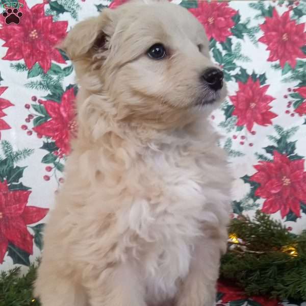 Echo, Standard Poodle Mix Puppy