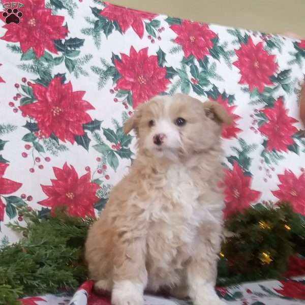 Emily, Standard Poodle Mix Puppy