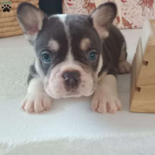 Jasper, French Bulldog Puppy