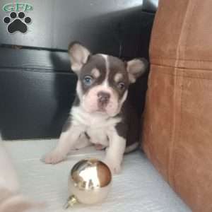 Jasper, French Bulldog Puppy