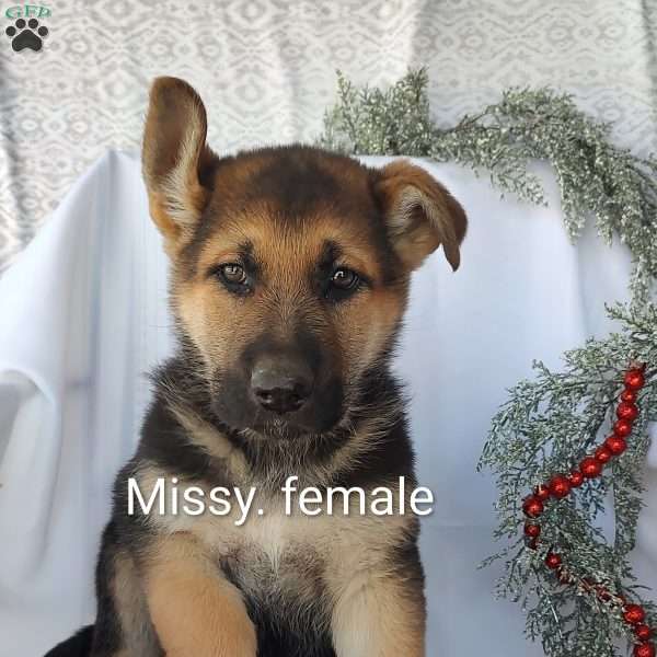 Missy, German Shepherd Puppy