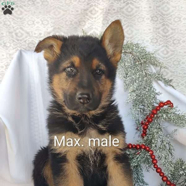 Max, German Shepherd Puppy