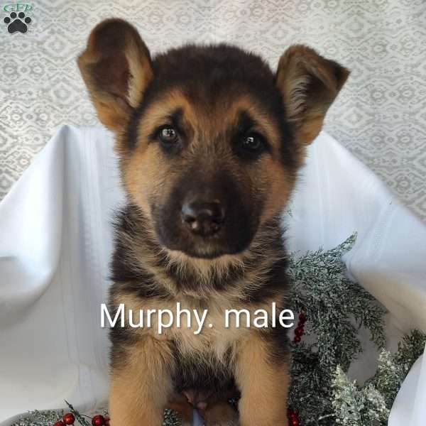 Murphy, German Shepherd Puppy