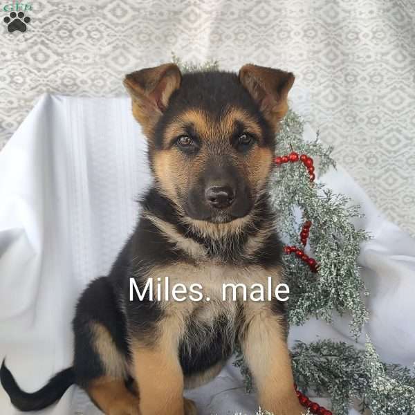 Miles, German Shepherd Puppy