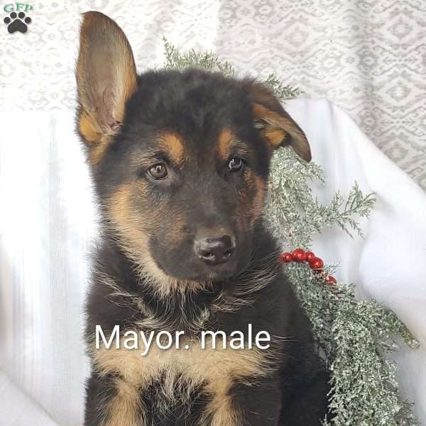 Mayor, German Shepherd Puppy