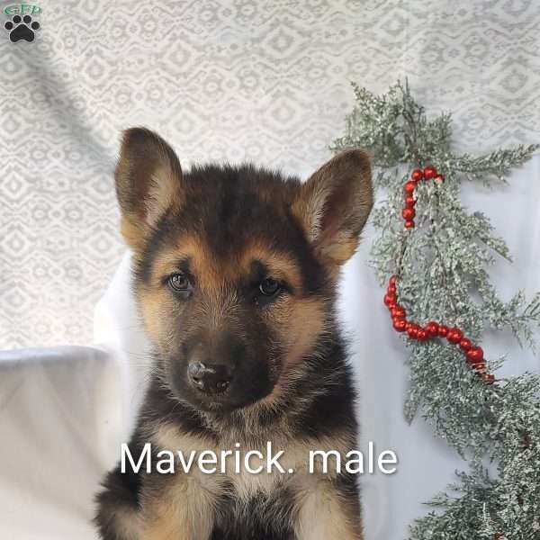 Maverick, German Shepherd Puppy